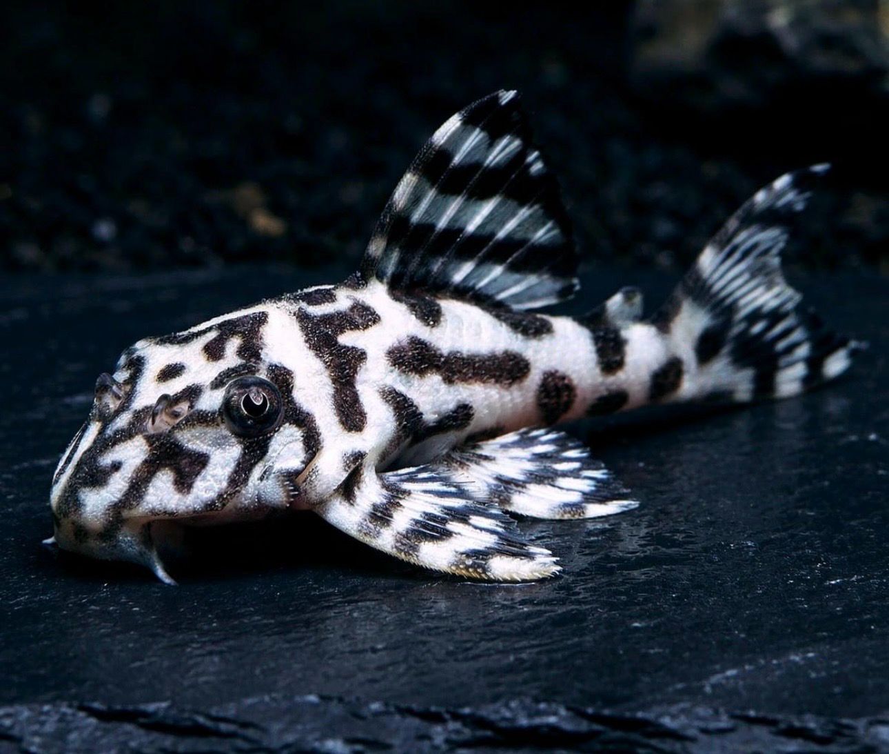 ? L236 SW – Hypancistrus Super White