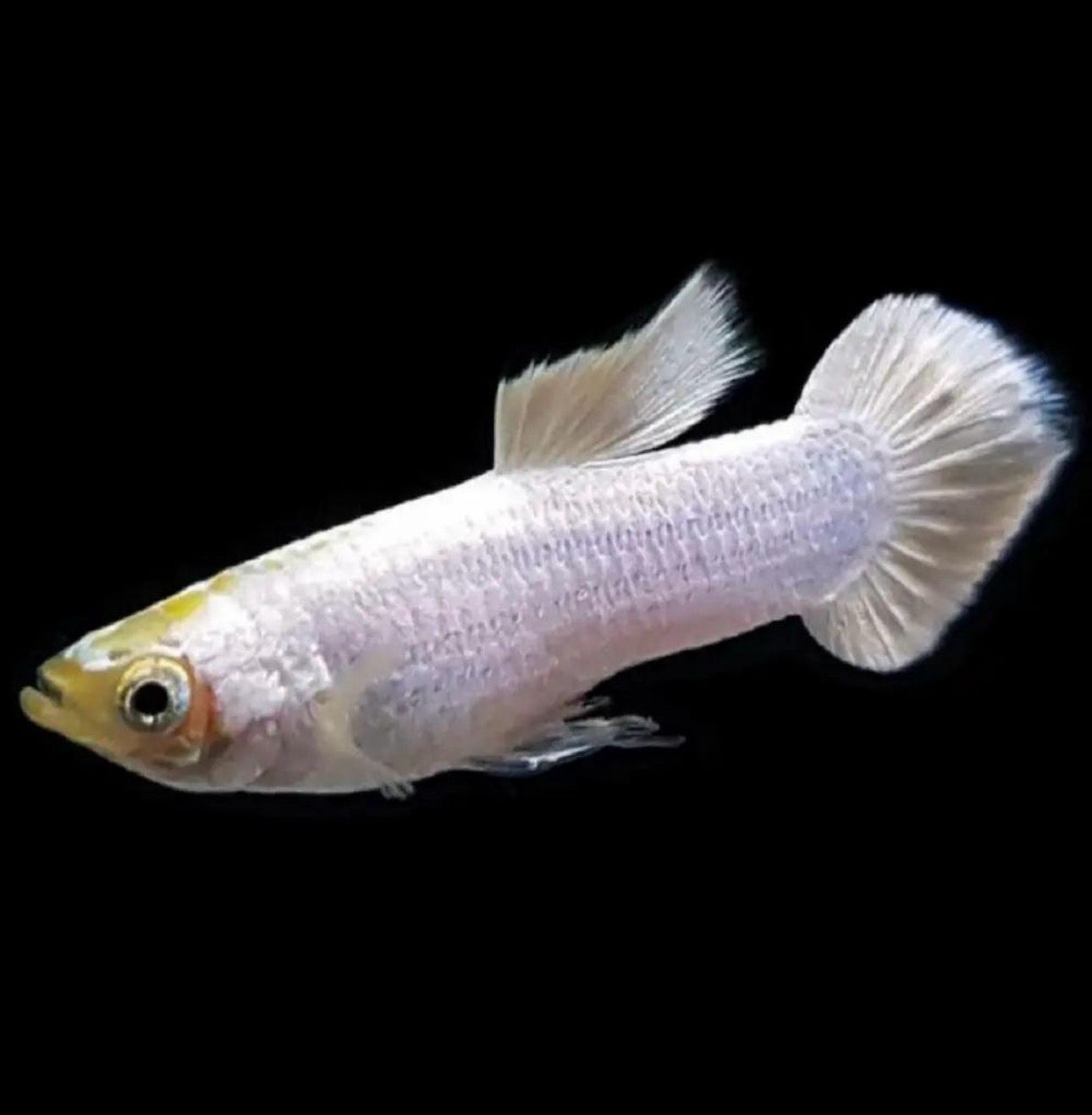 ?? Guppy Snow White Moscú Pareja – Poecilia reticulata