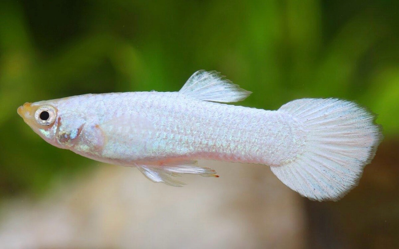 ?? Guppy Snow White Moscú Pareja – Poecilia reticulata