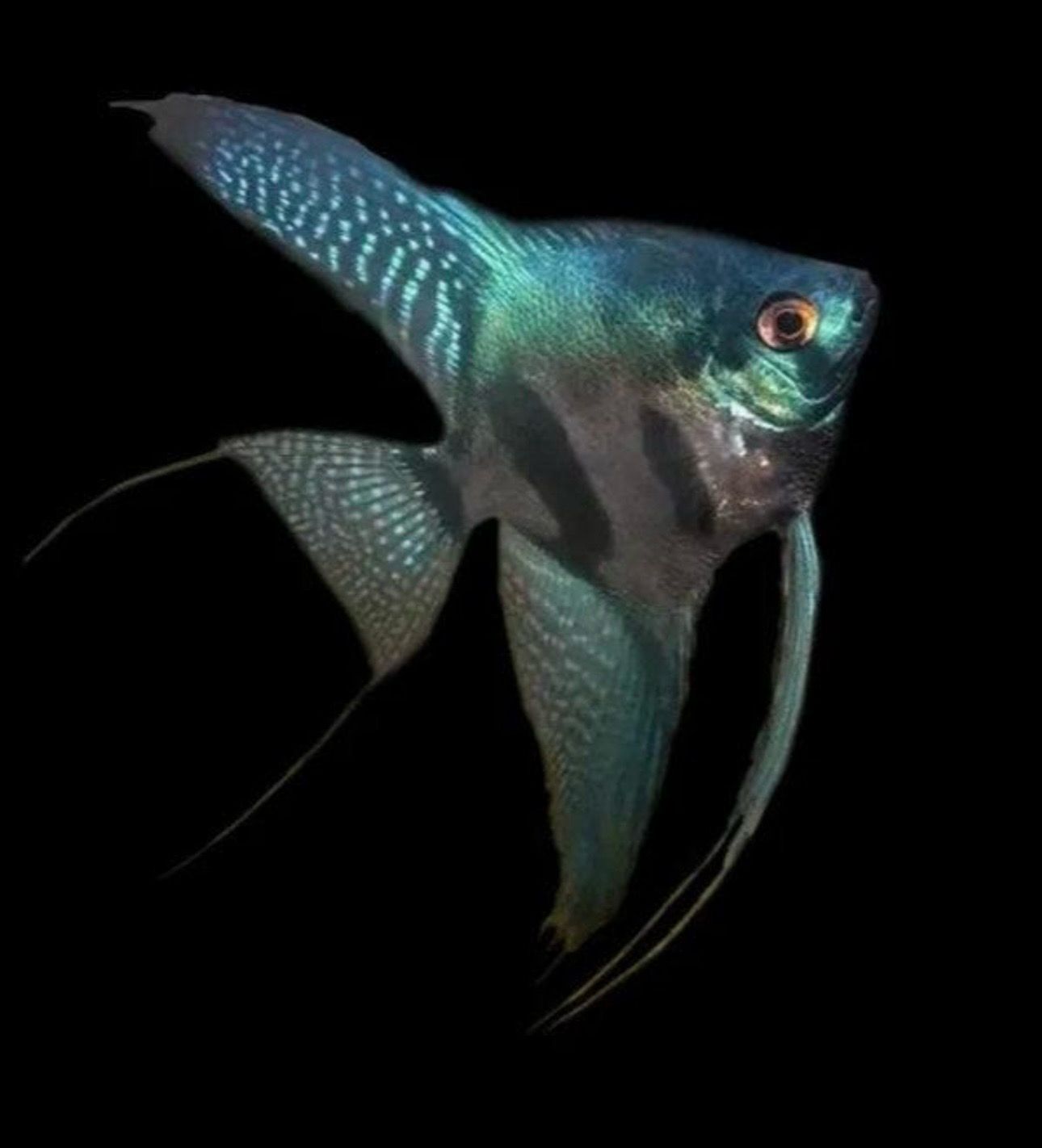 ? Escalar Smoke Verde – Pterophyllum scalare