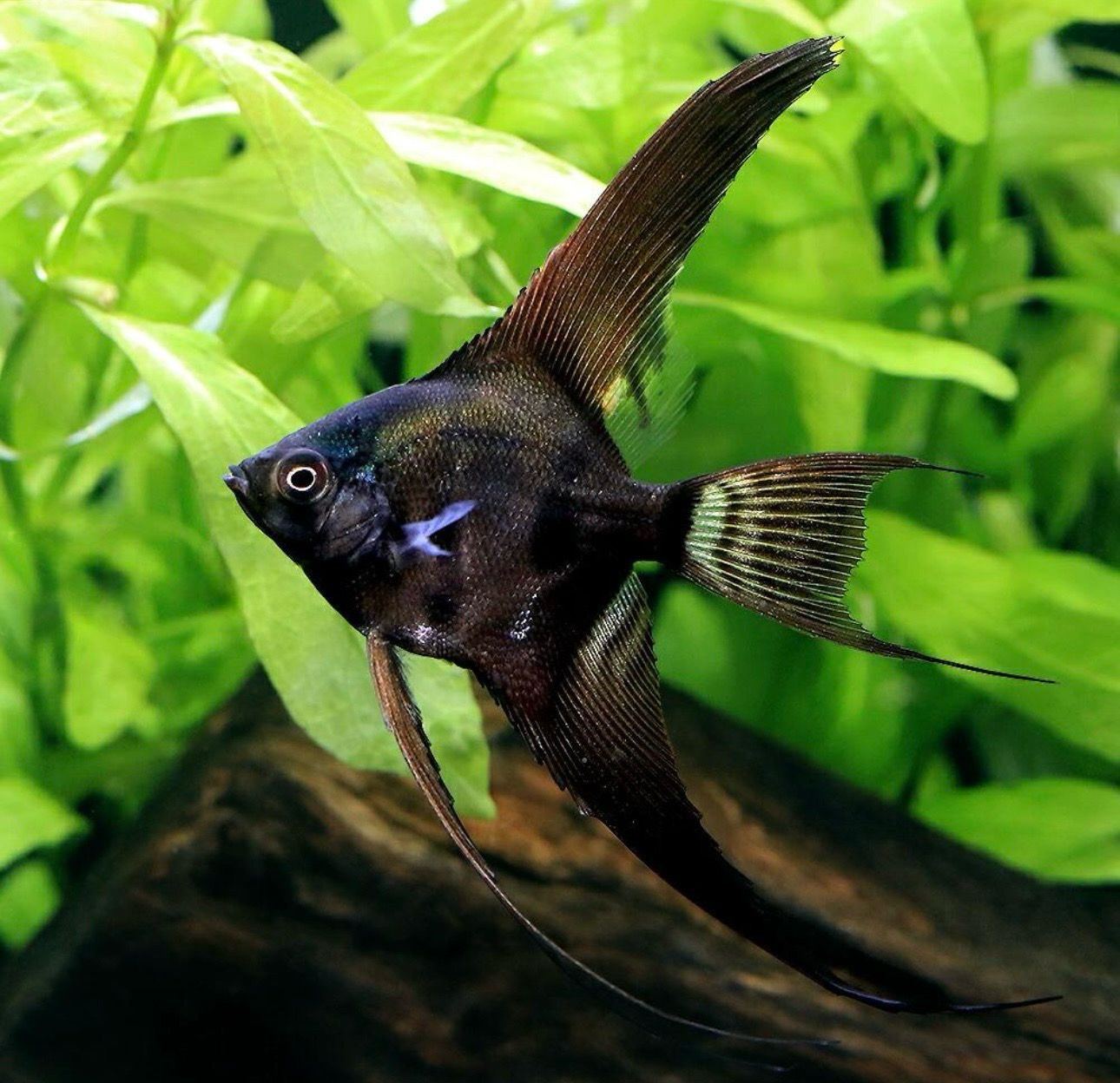 ?✨ Escalar Surtido Velo – Pterophyllum scalare