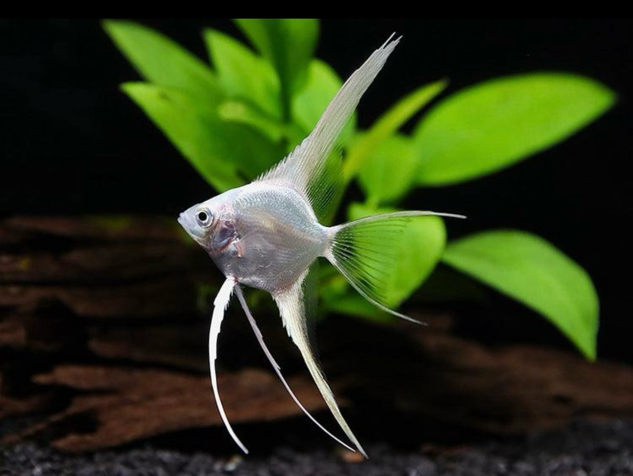 ?✨ Escalar Surtido Velo – Pterophyllum scalare