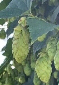 EU Magnum hops 100g