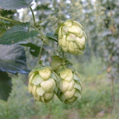 Bobek Hops 100g