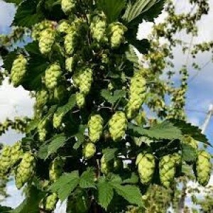 Northern Brewer hops 100g