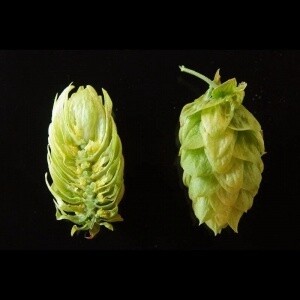US Cluster hops 100g