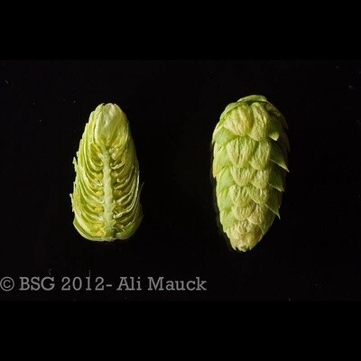 US Amarillo hops 100g