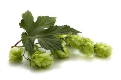 Perle hops 100g