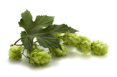 Perle hops 100g