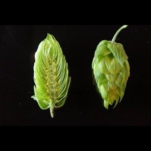 US Crystal hops 100g
