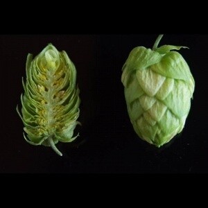 US Columbus hops 100g