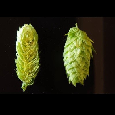 US Chinook 100g hops