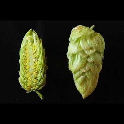 US Mosaic hops 100g