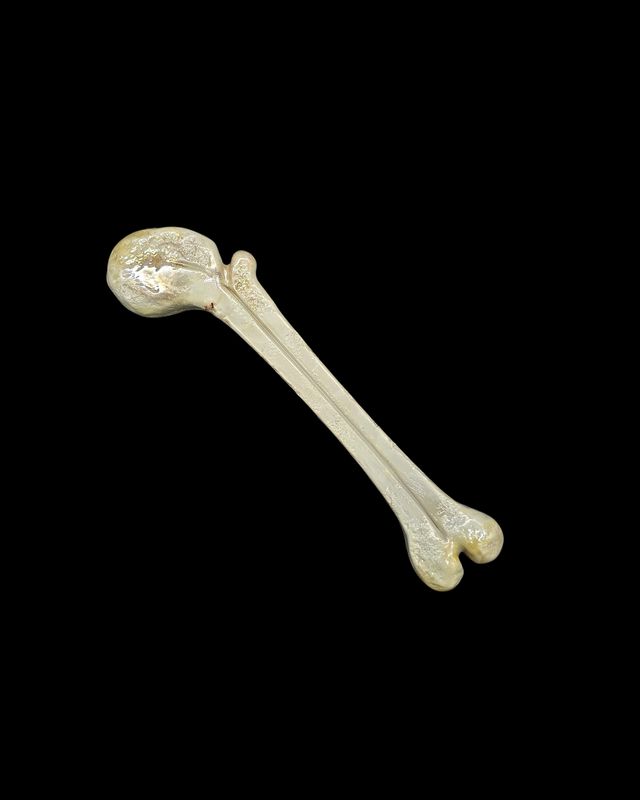 Bone Bowl