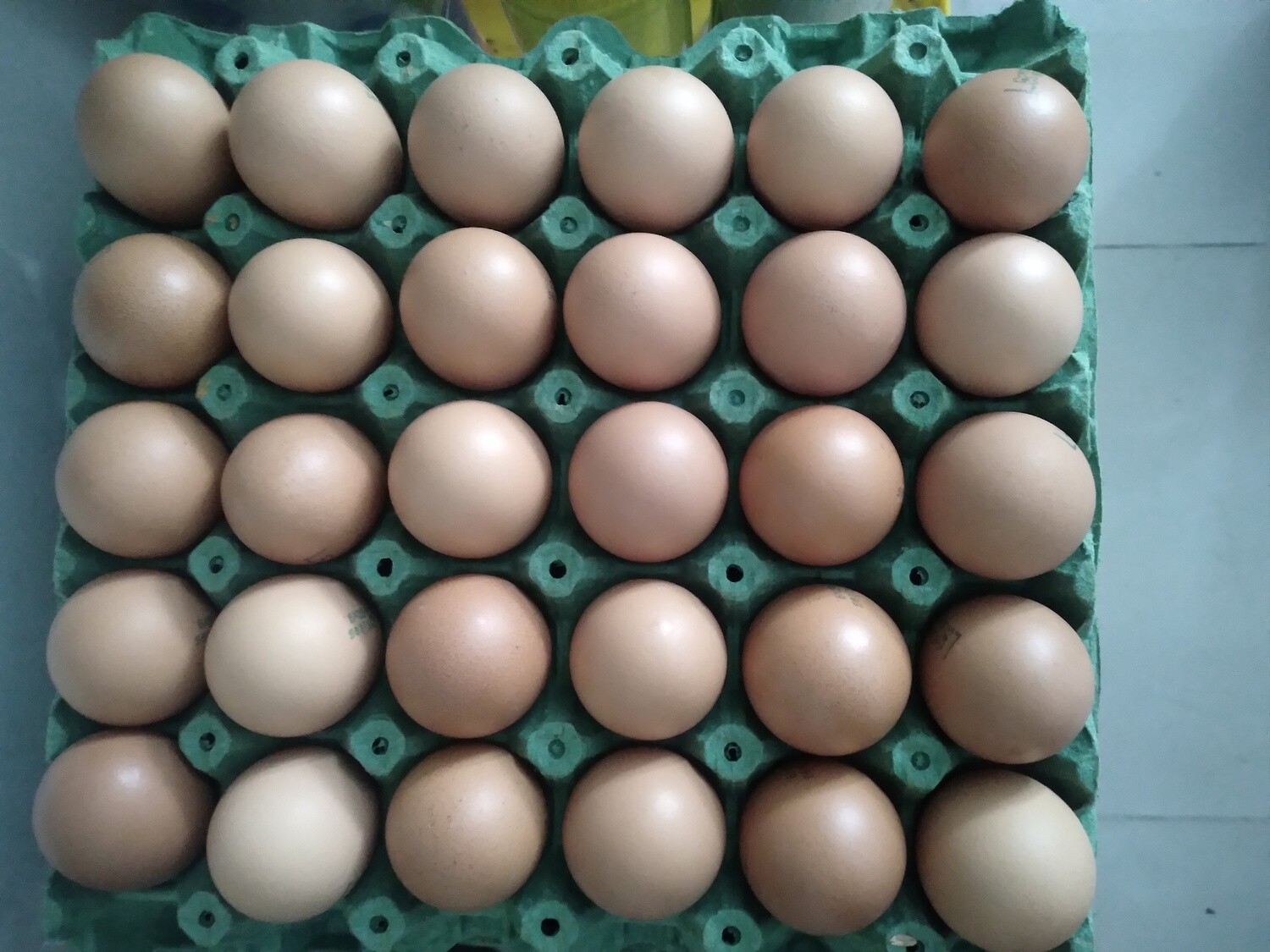Huevos kikes ×30 und