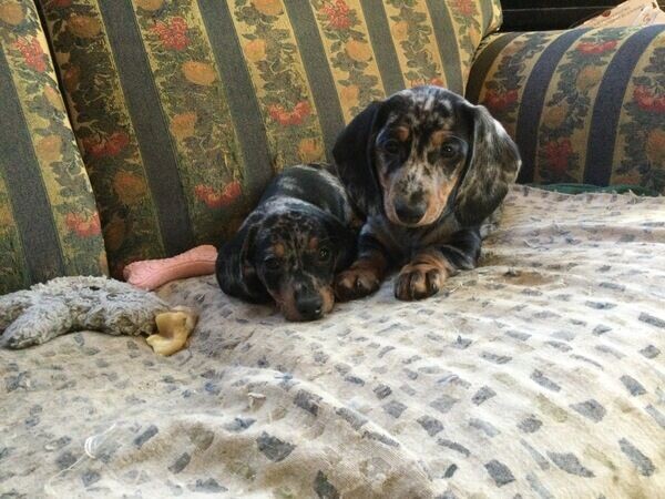 Dachshund Warum - Pups Why?