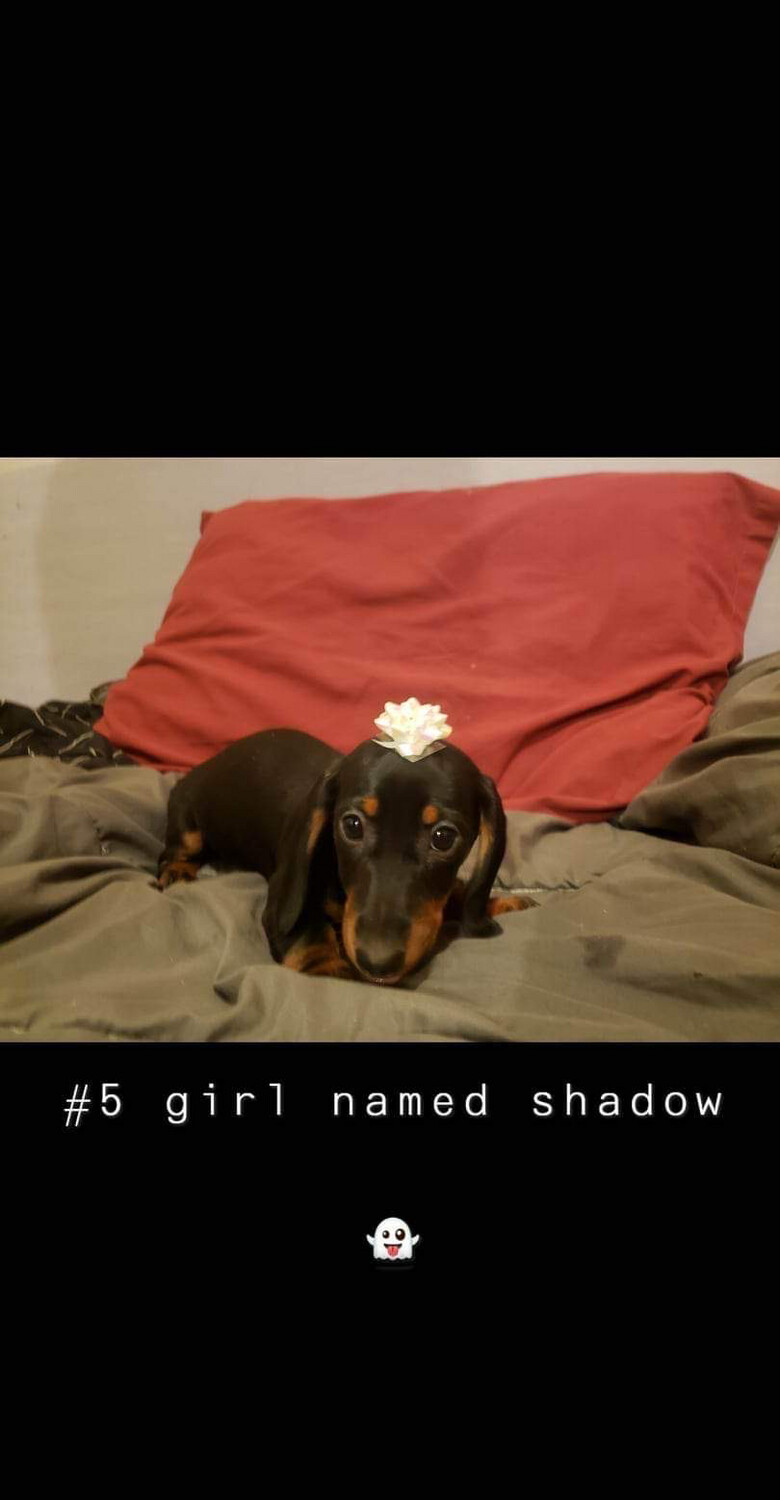 Mini Dachshund