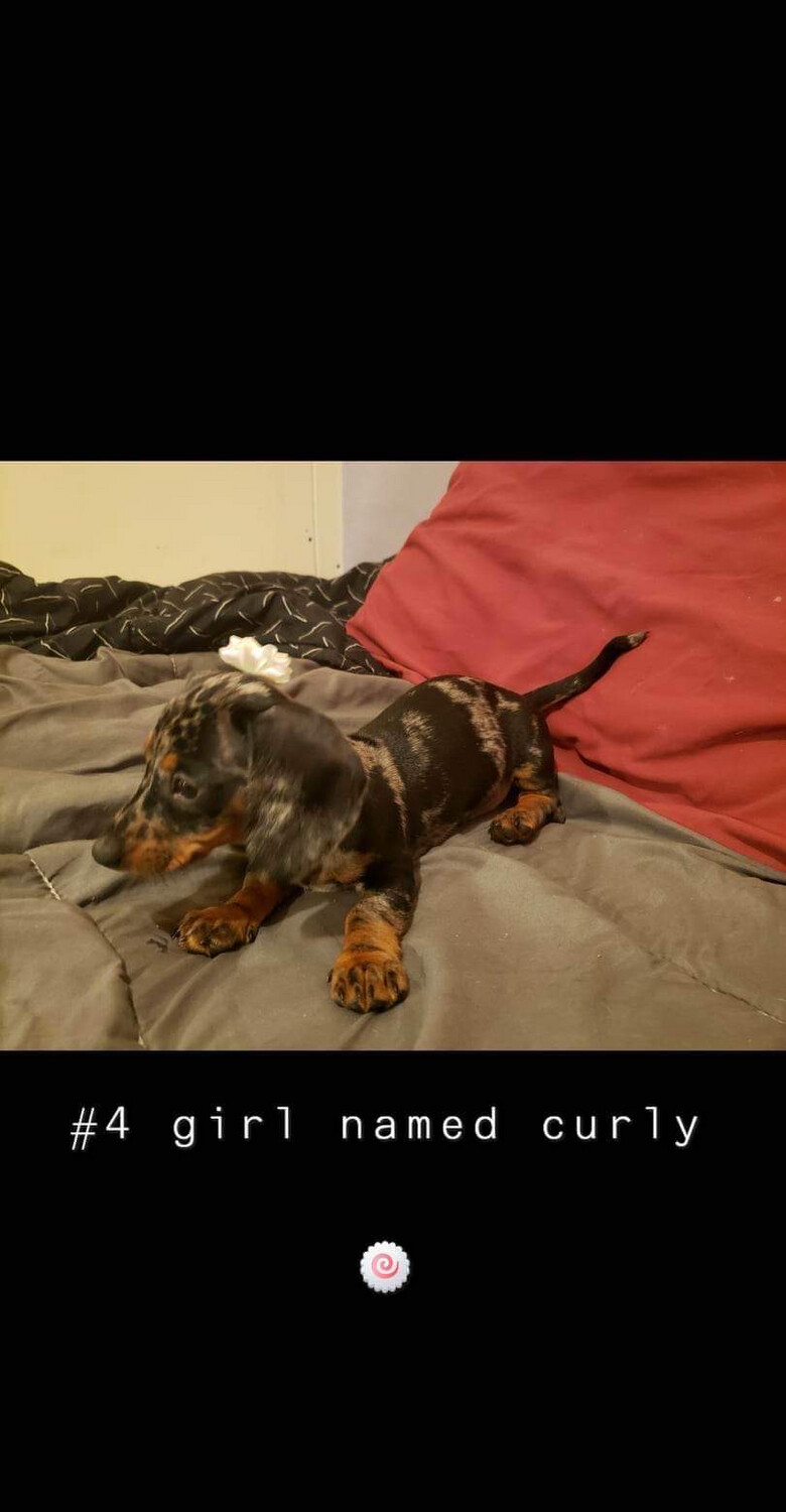 Mini Dachshund