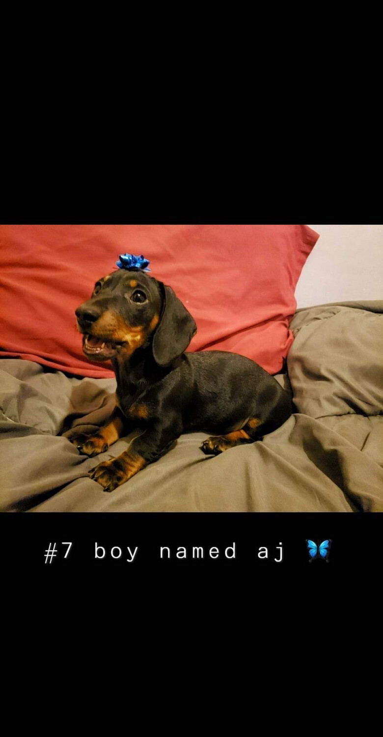 Mini Dachshund