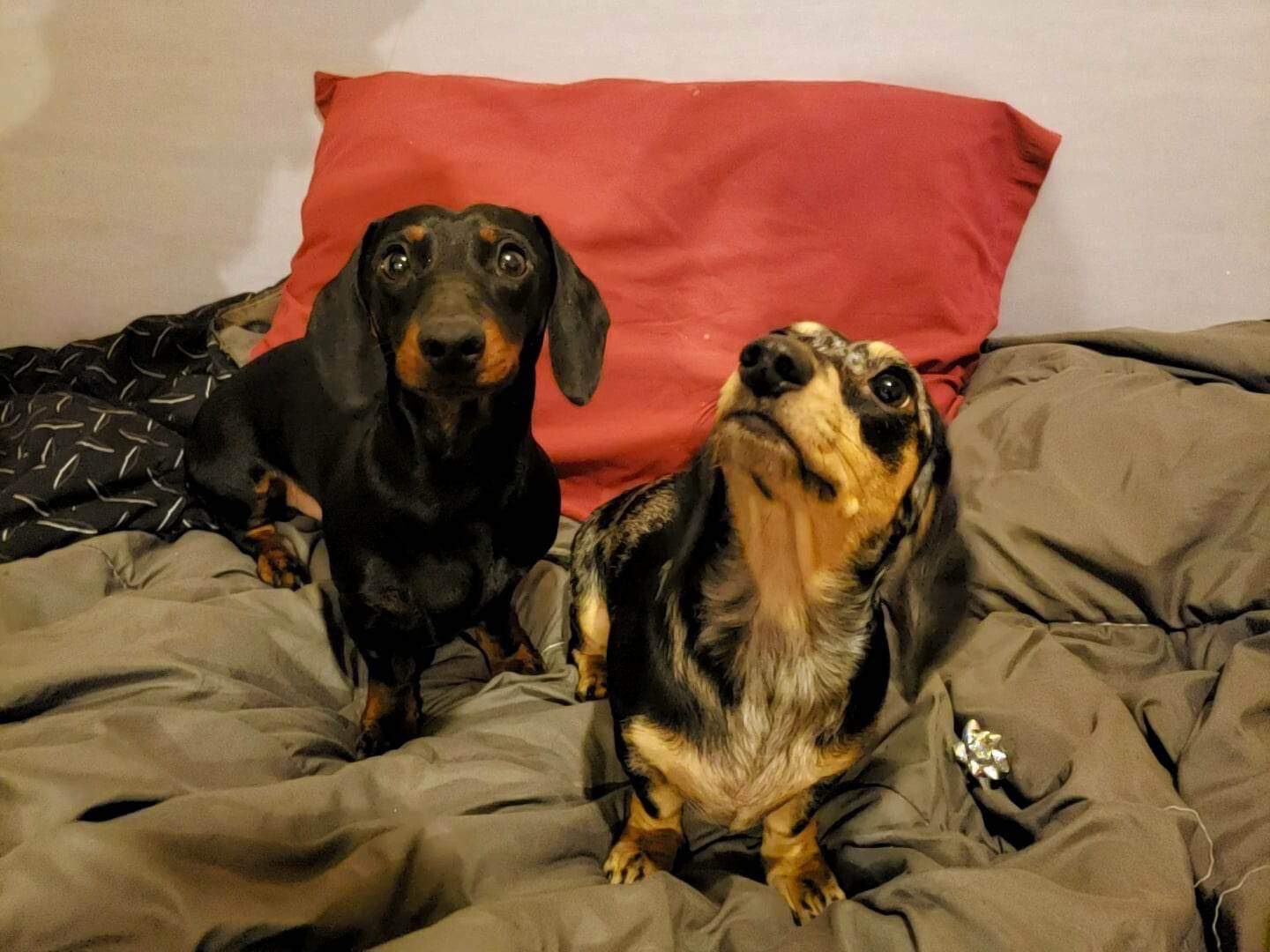 We Are Proud Of Our 1st Litter! New Mom and Dad. The Next Pups! We Are Not For Sale!