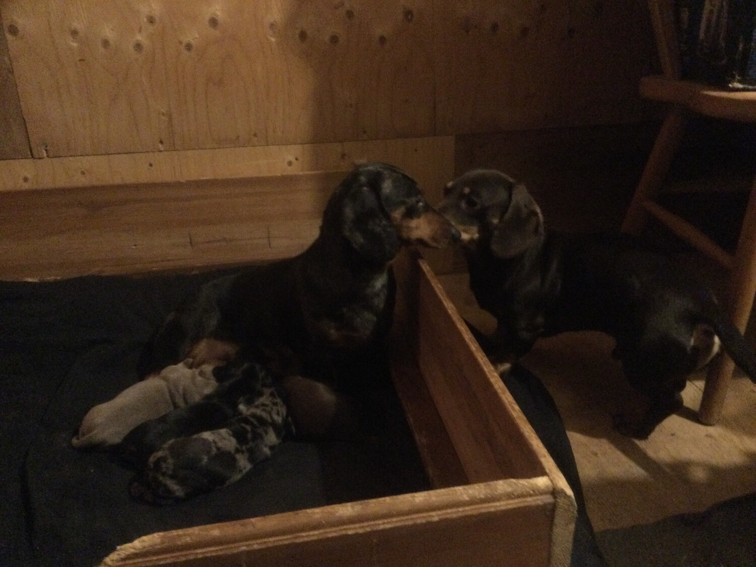 Newest Pups! New Dad discovers his brood! Standard Bred Dachshund Genetics Rare
