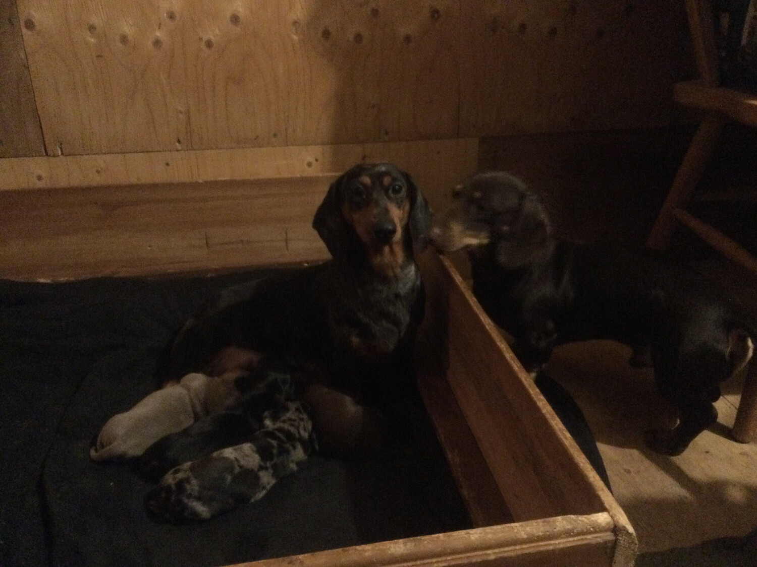 Newest Pups! New Dad discovers his brood! Standard Bred Dachshund Genetics Rare