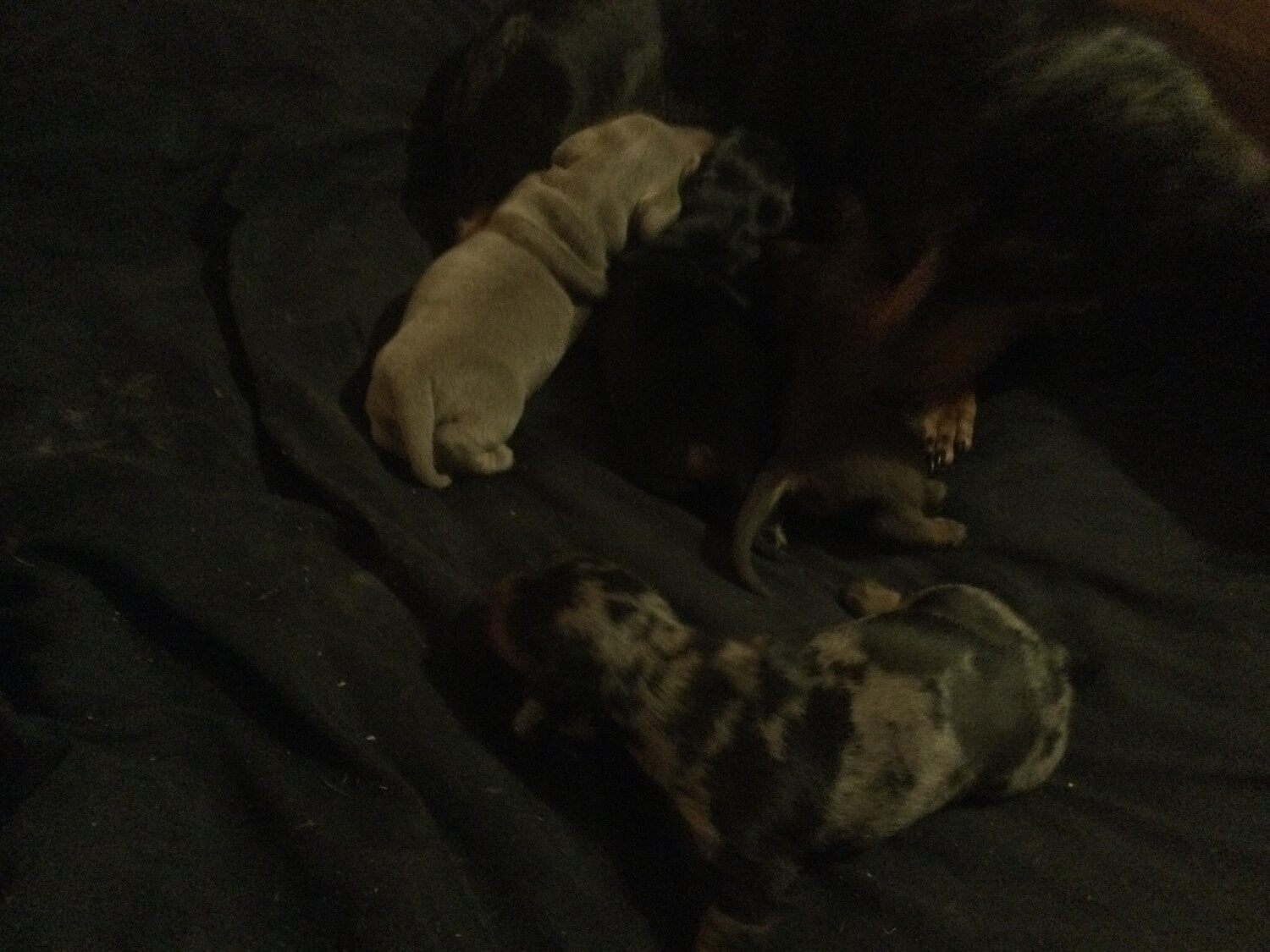 Standard Pups