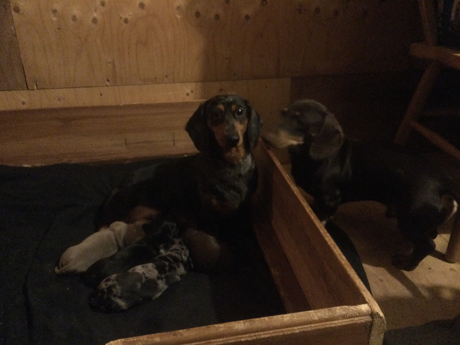 Standard Pups