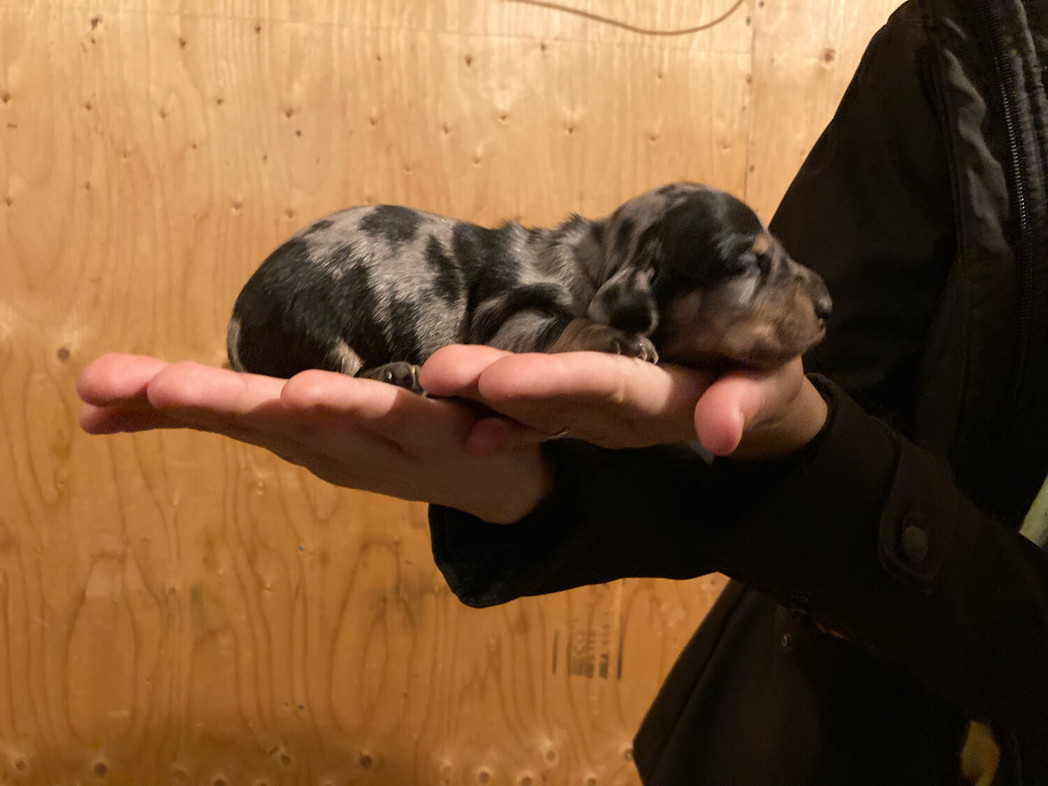 Standard Male Tri Merle Or Dapple
