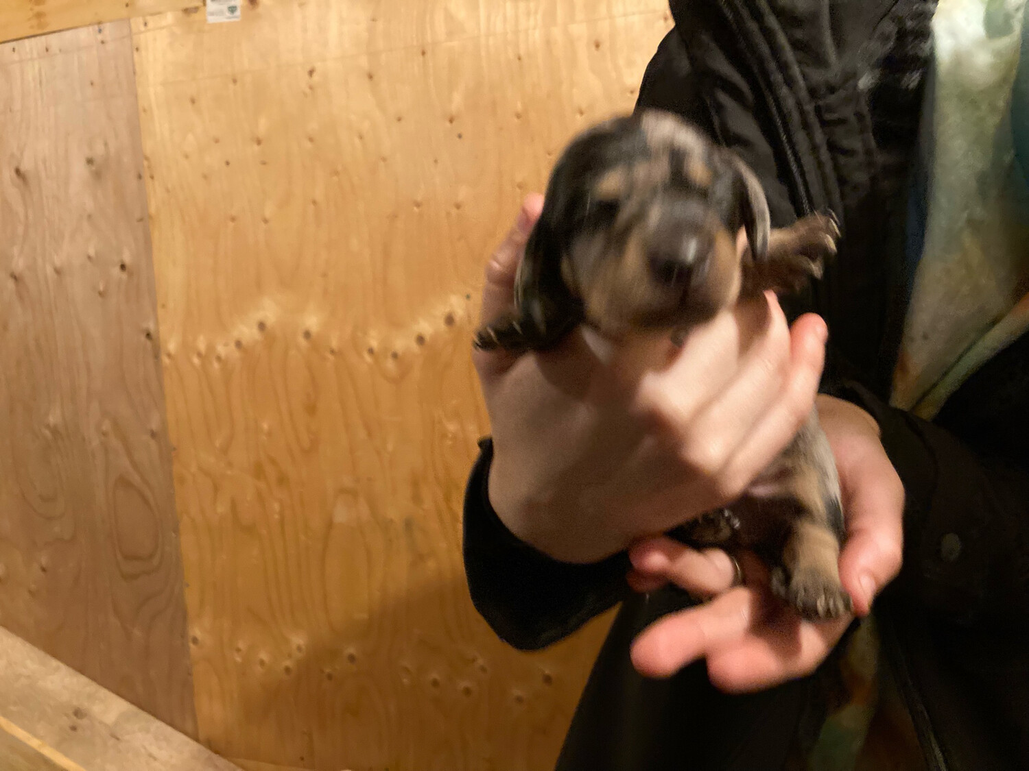 Standard Male Tri Merle Or Dapple