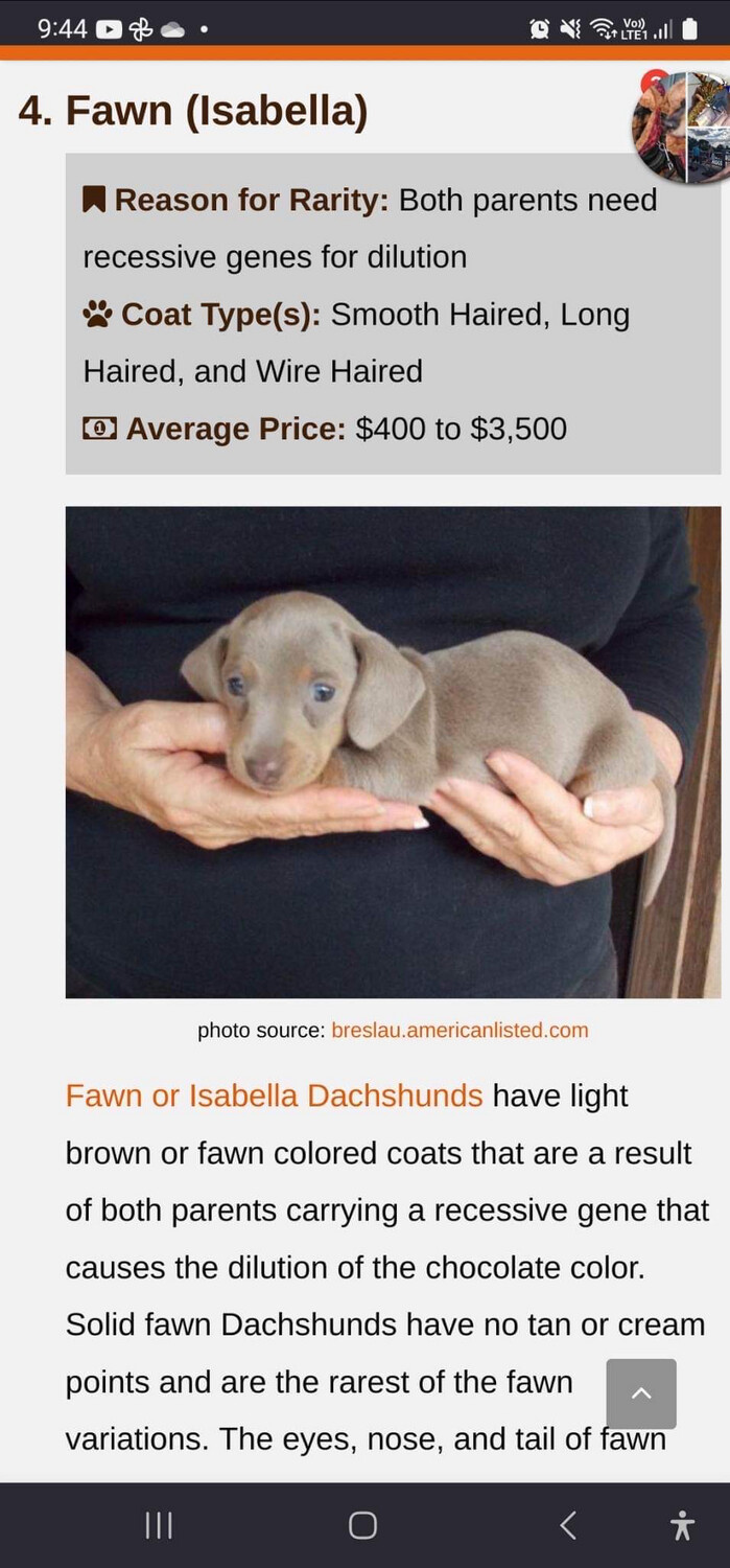 Isabella Not For Sale