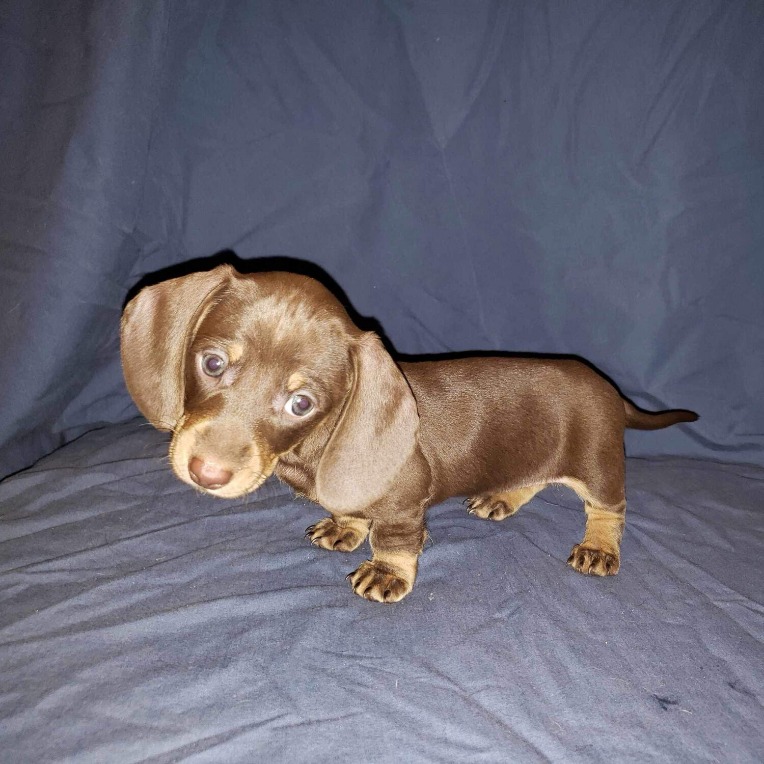 New Litter Miniature Dachshund, Weeks Old, Isabella Dapples, Chocolate Cream, Tri Merle.