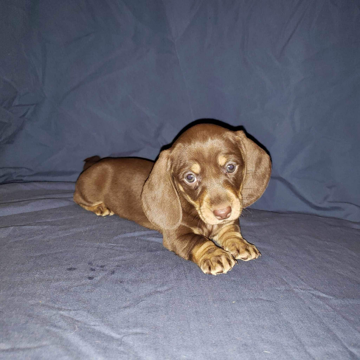 New Litter Miniature Dachshund, Weeks Old, Isabella Dapples, Chocolate Cream, Tri Merle.
