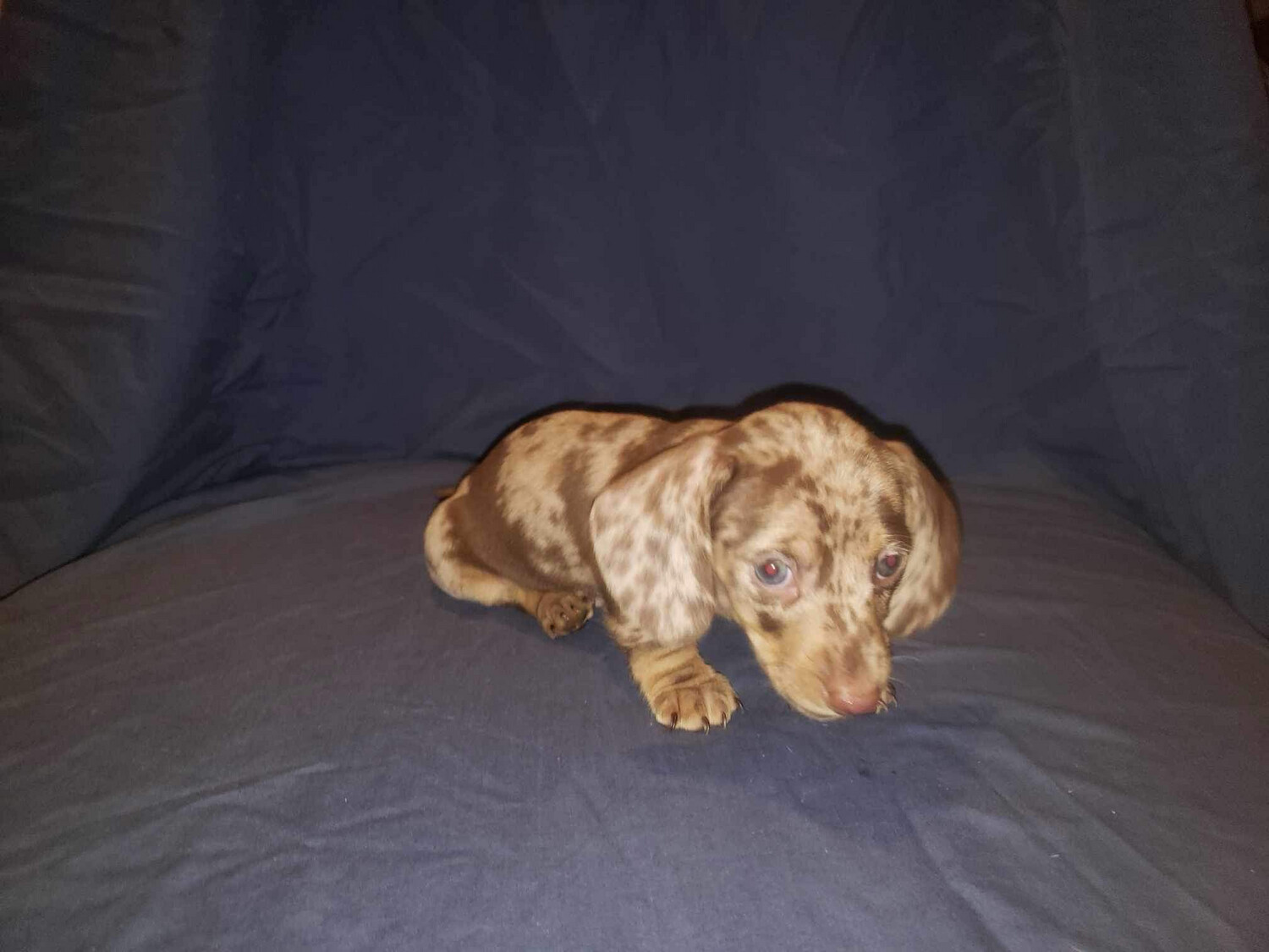 Two Alike! CarMan &amp; Bernie need family!