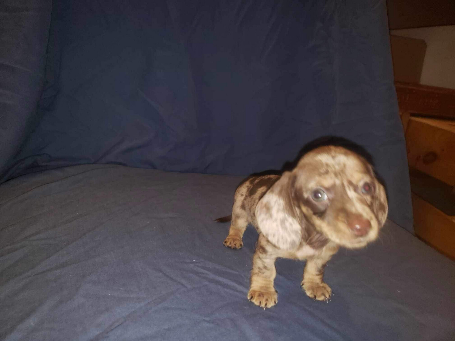 Two Alike! CarMan &amp; Bernie need family!