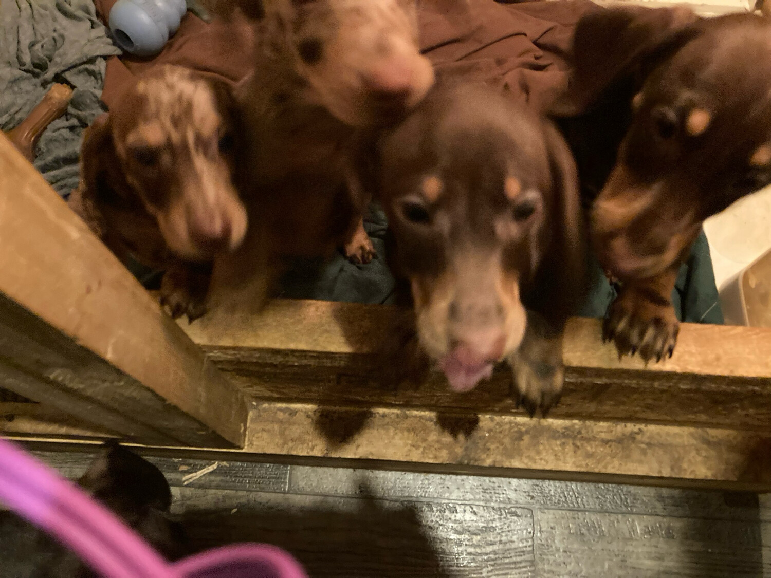 Three 12 Week Old Pups Left
