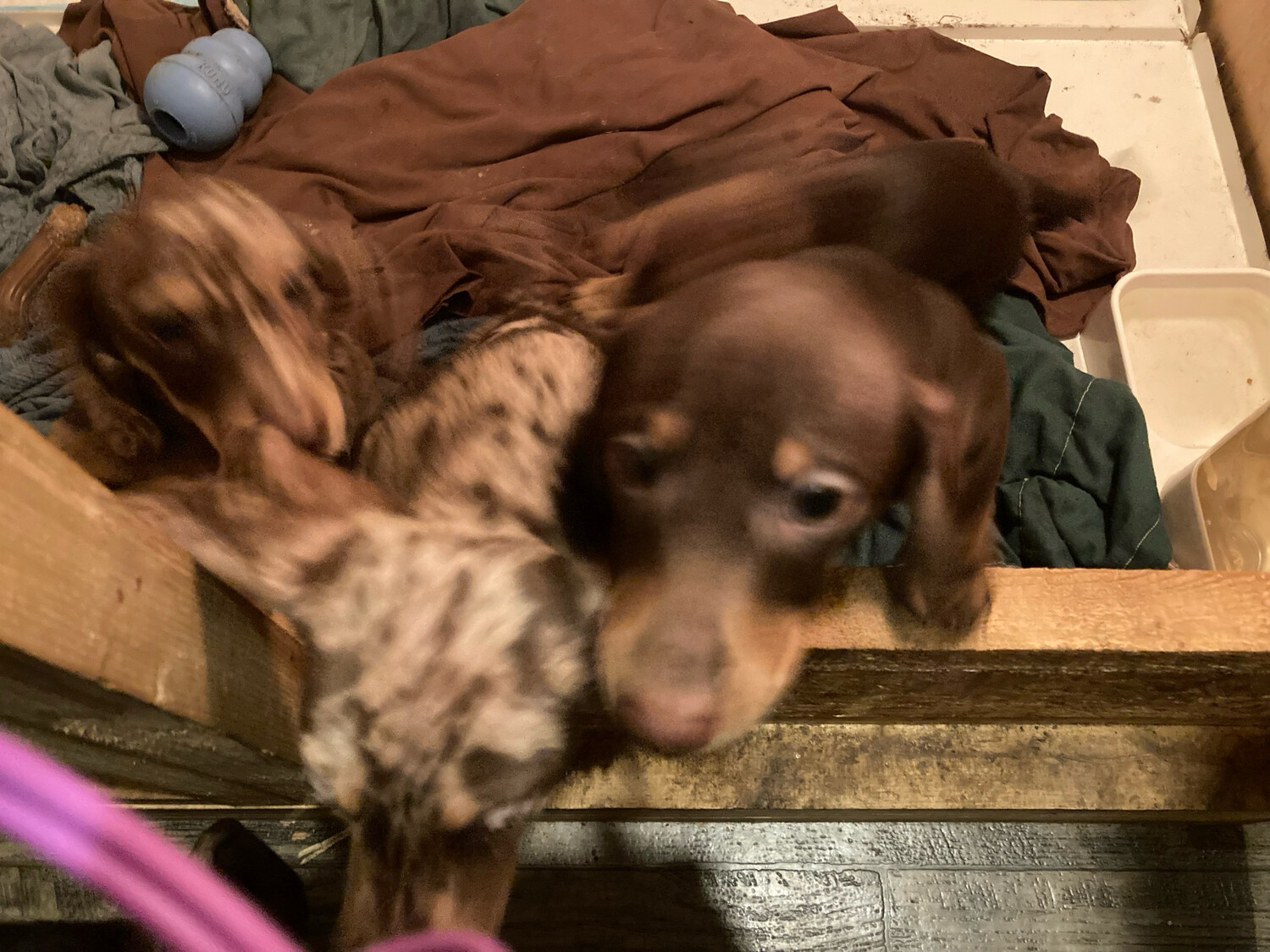 Three 12 Week Old Pups Left