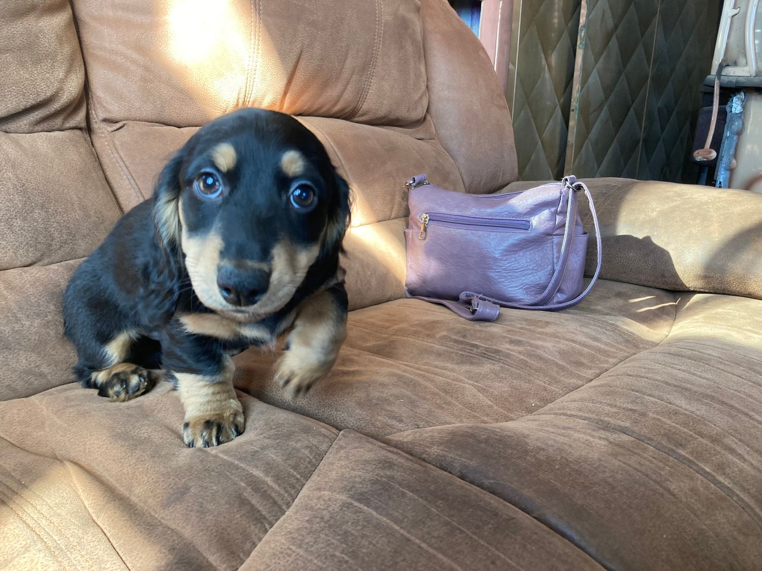 1 Female Companion Ready Dachshund Pups Available
