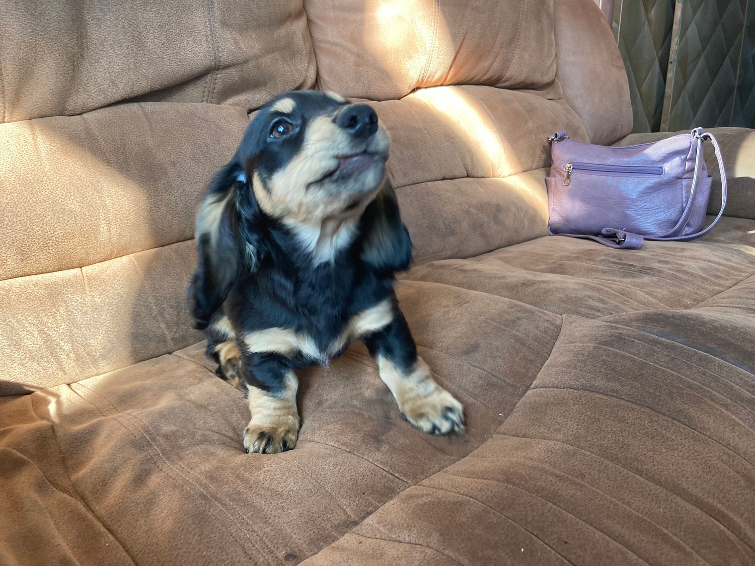 1 Female Companion Ready Dachshund Pups Available