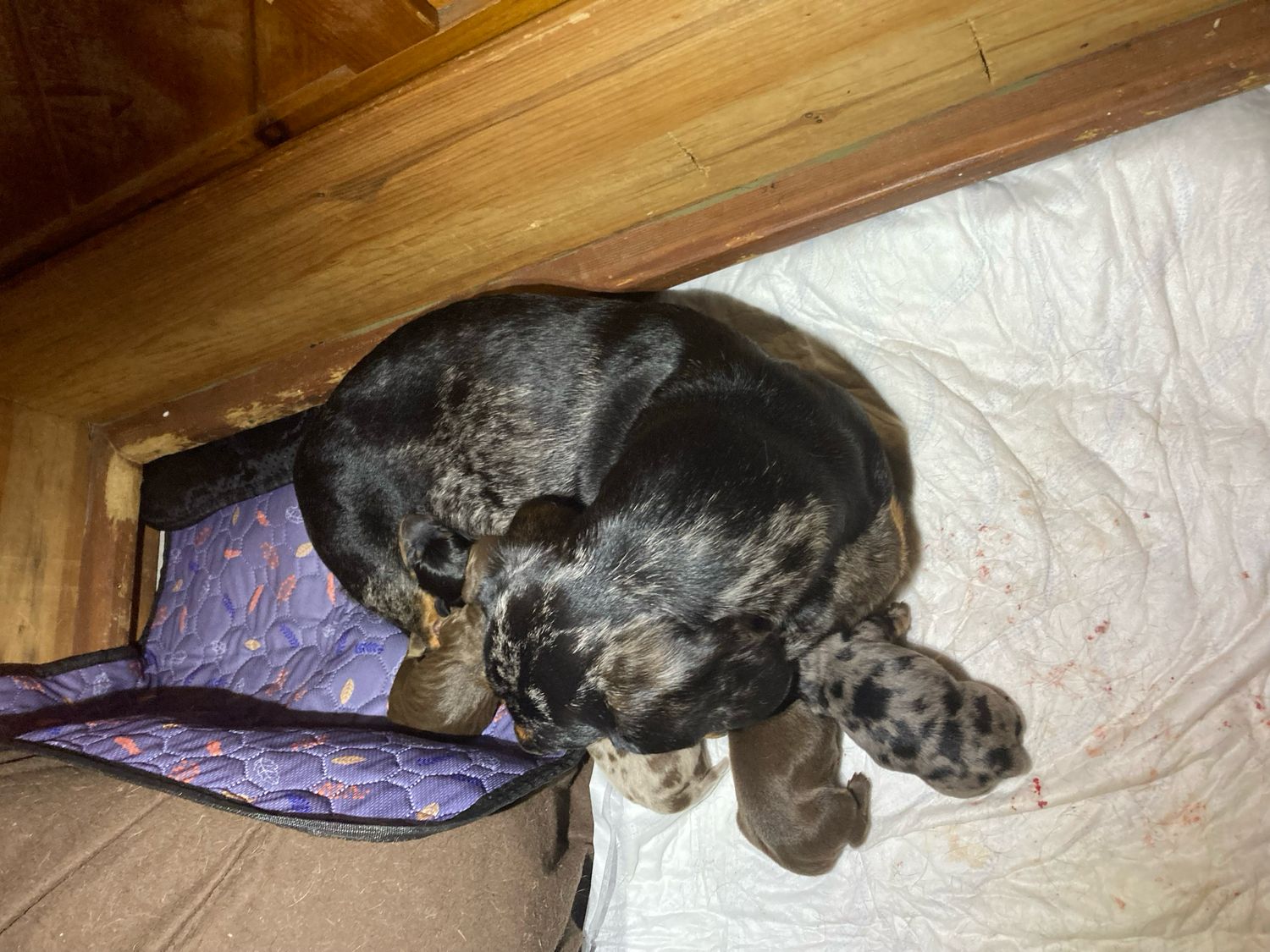 New Litter Available Soon!
