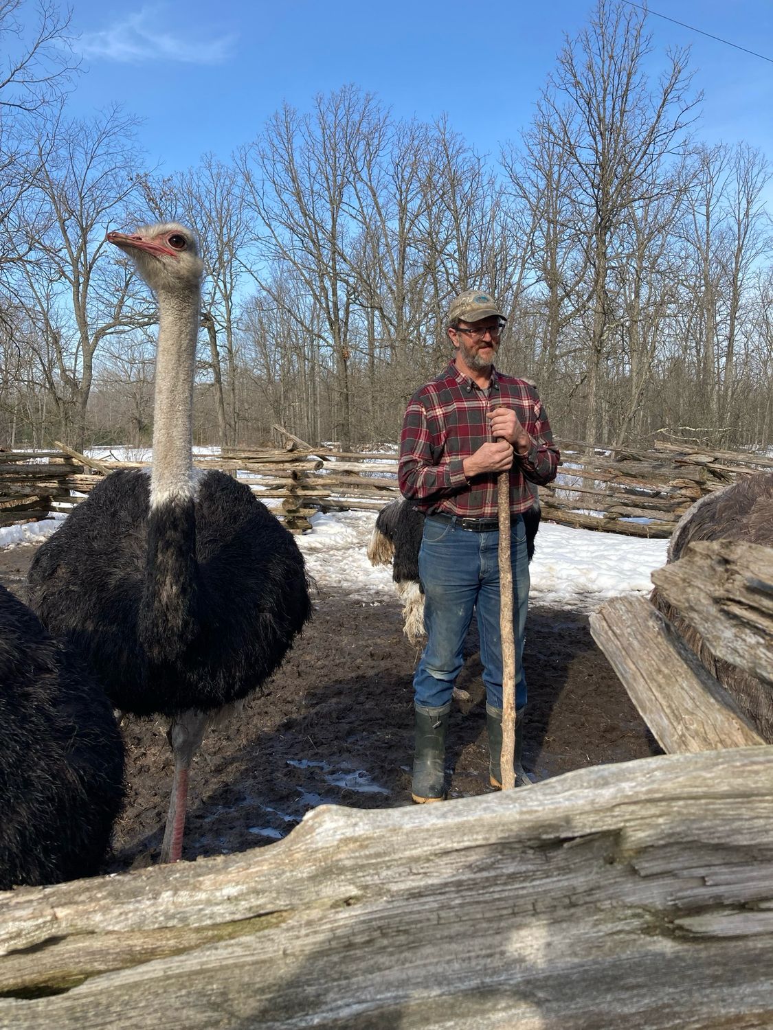Support Ostrich Farms