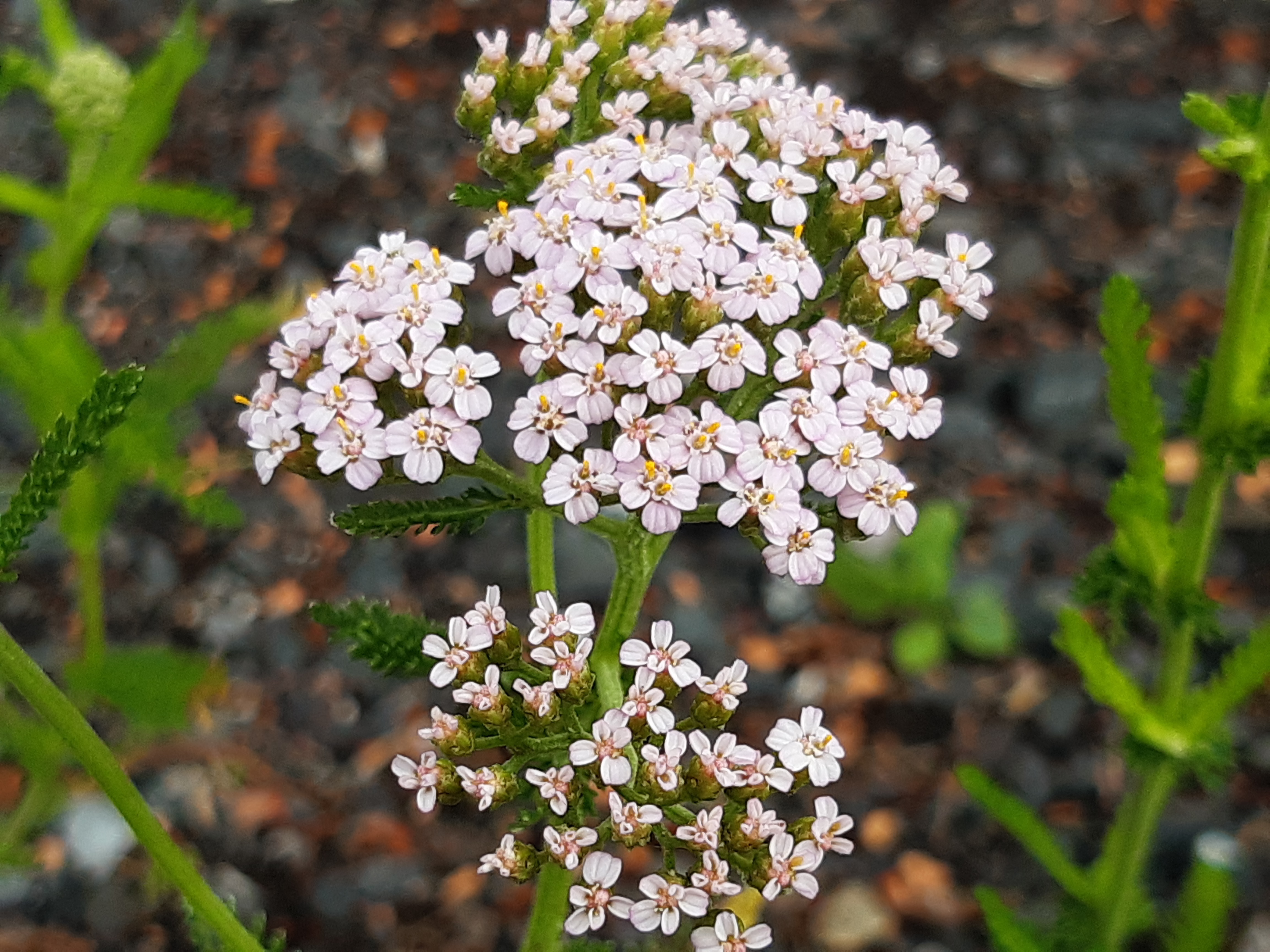 Achillea millefolium Achillea millefolium