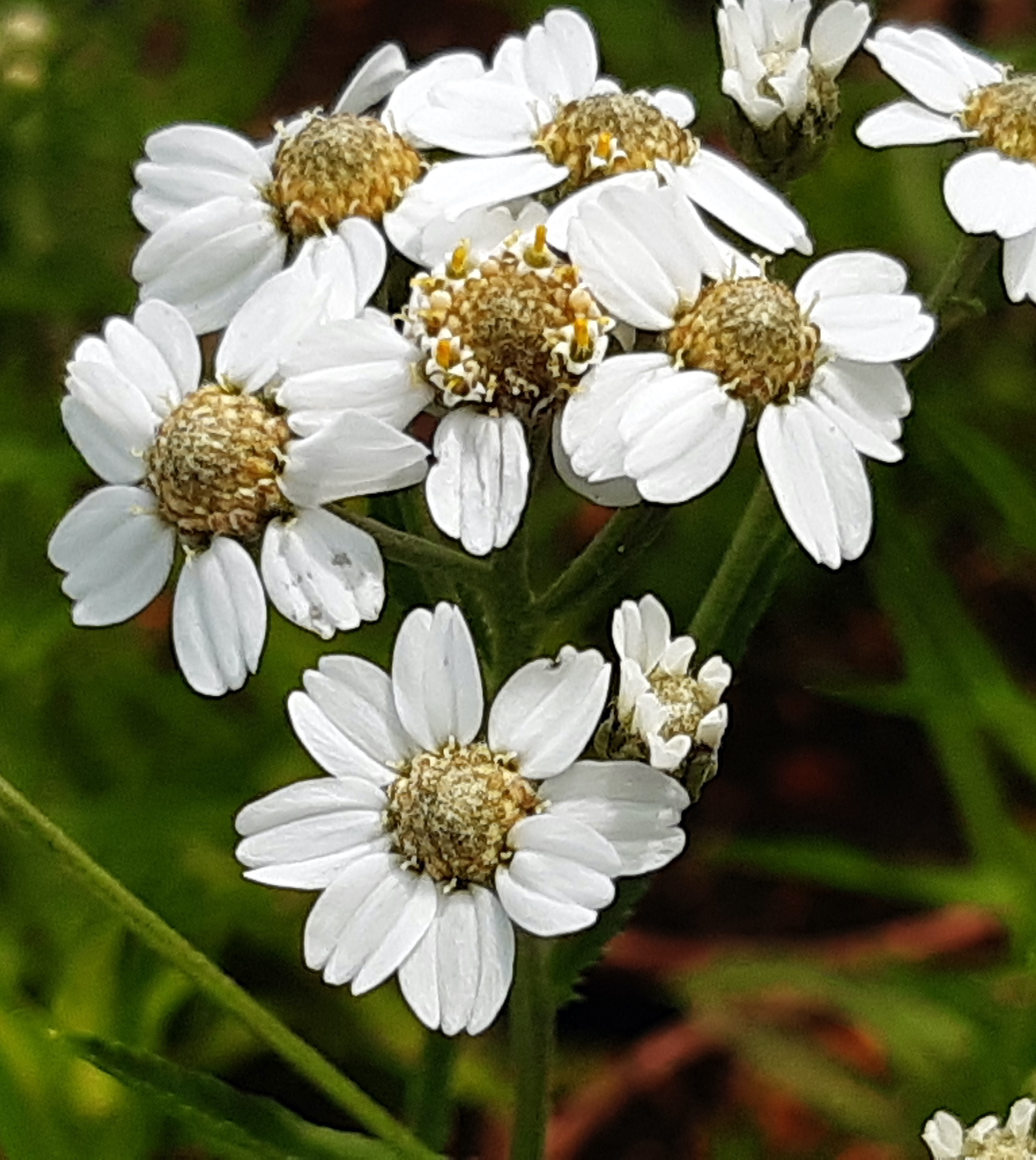 Achillea ptarmica Achillea ptarmica