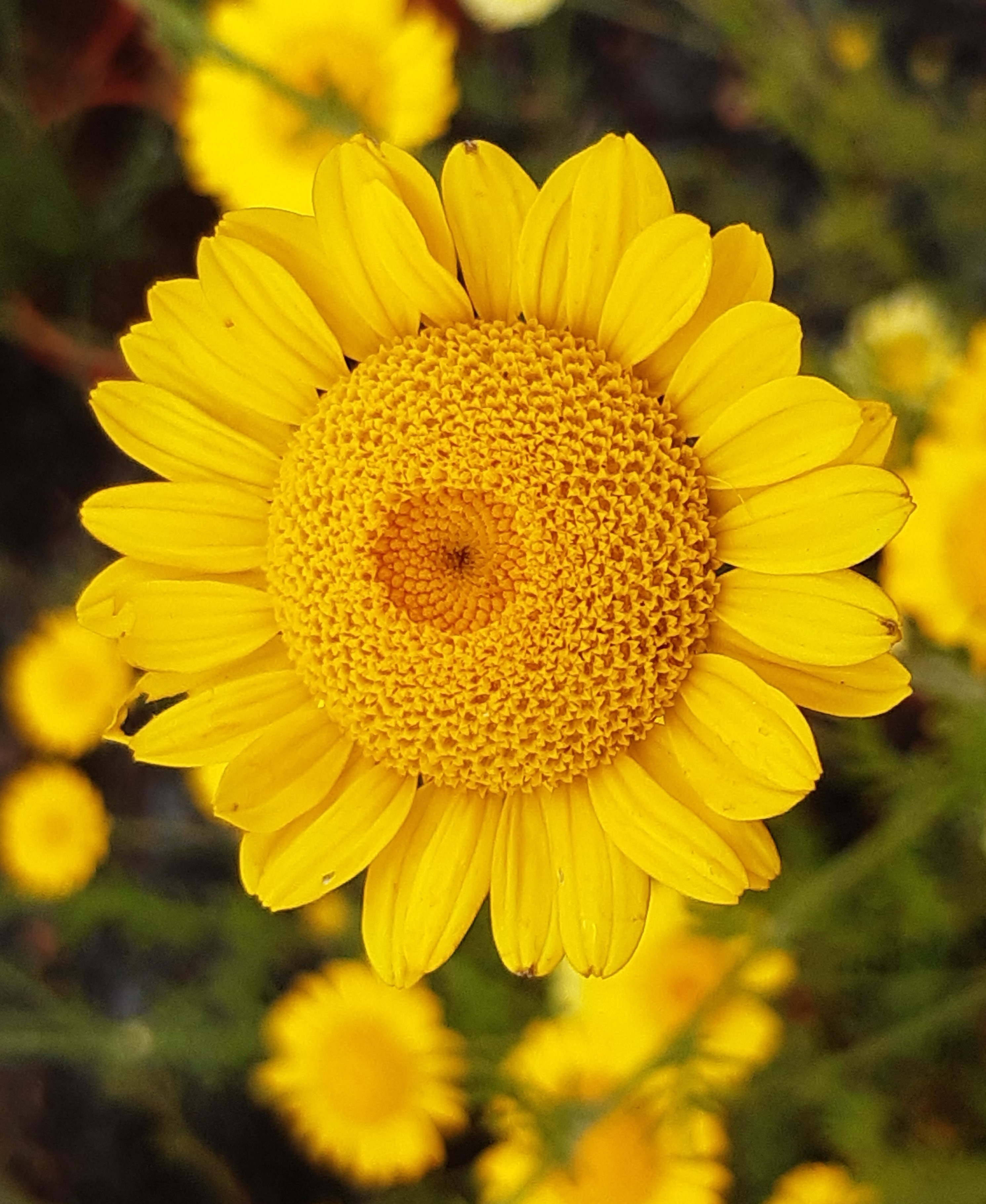 Anthemis tinctoria Anthemis tinctoria
