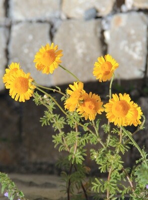 Anthemis tinctoria
