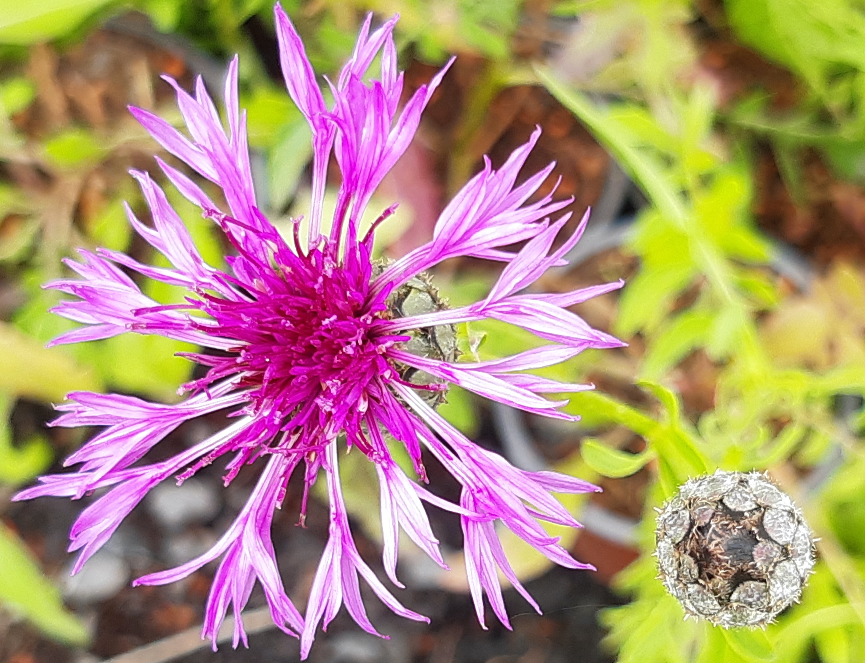 Centaurea scabiosa Centaurea scabiosa