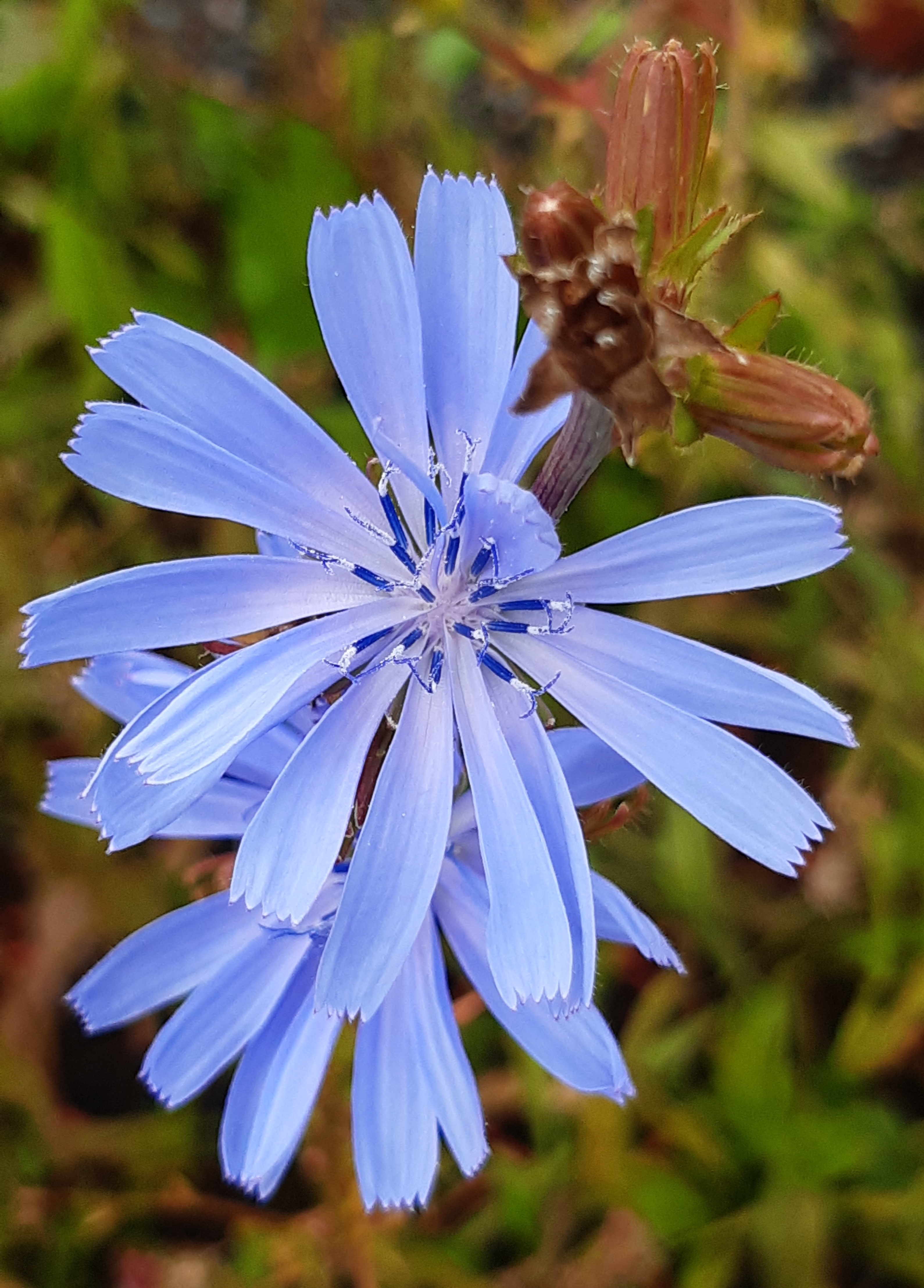 Cichorium intybus Cichorium intybus