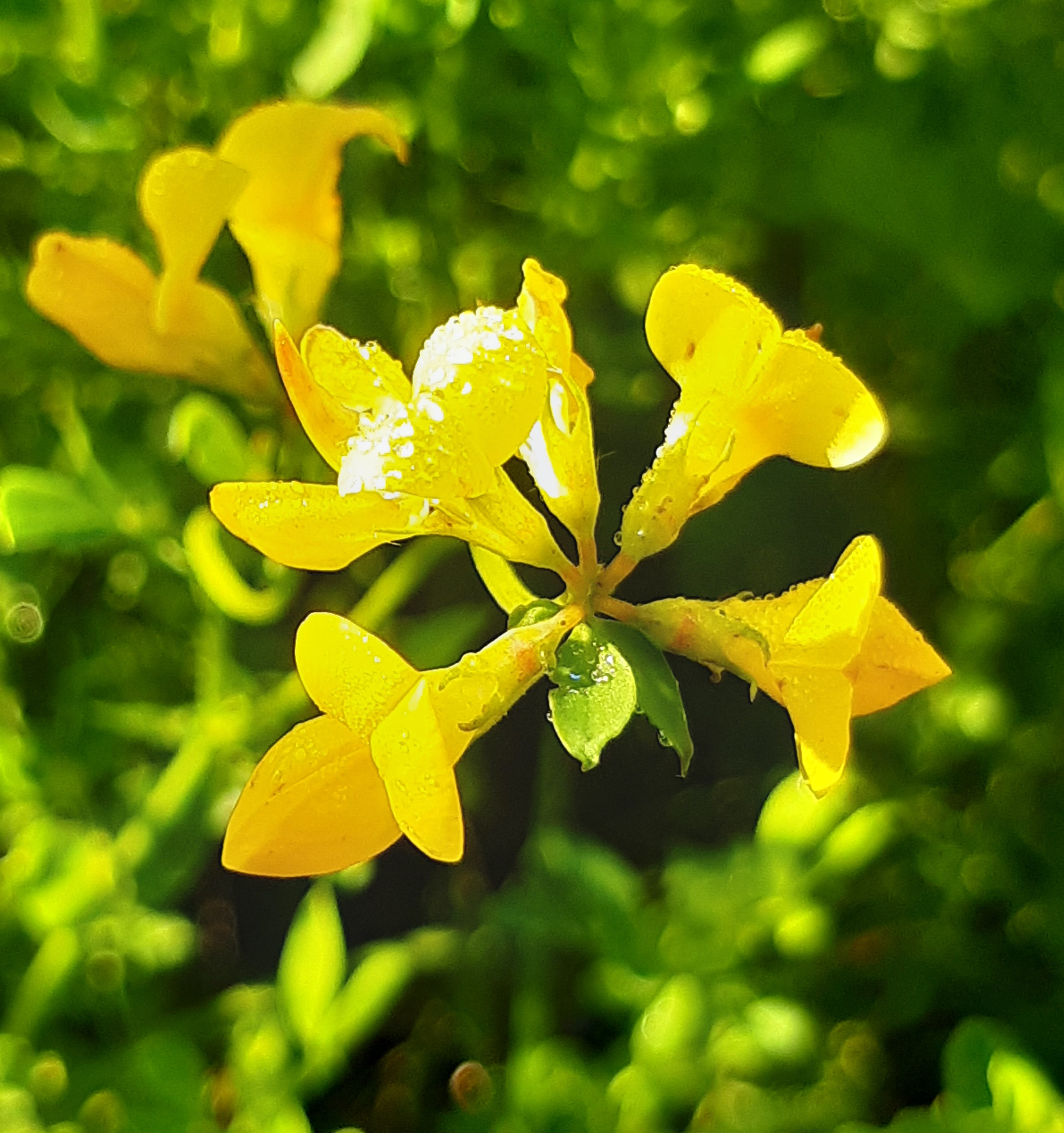 Lotus corniculatus Lotus corniculatus