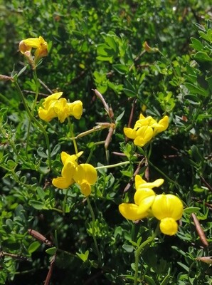 Lotus corniculatus