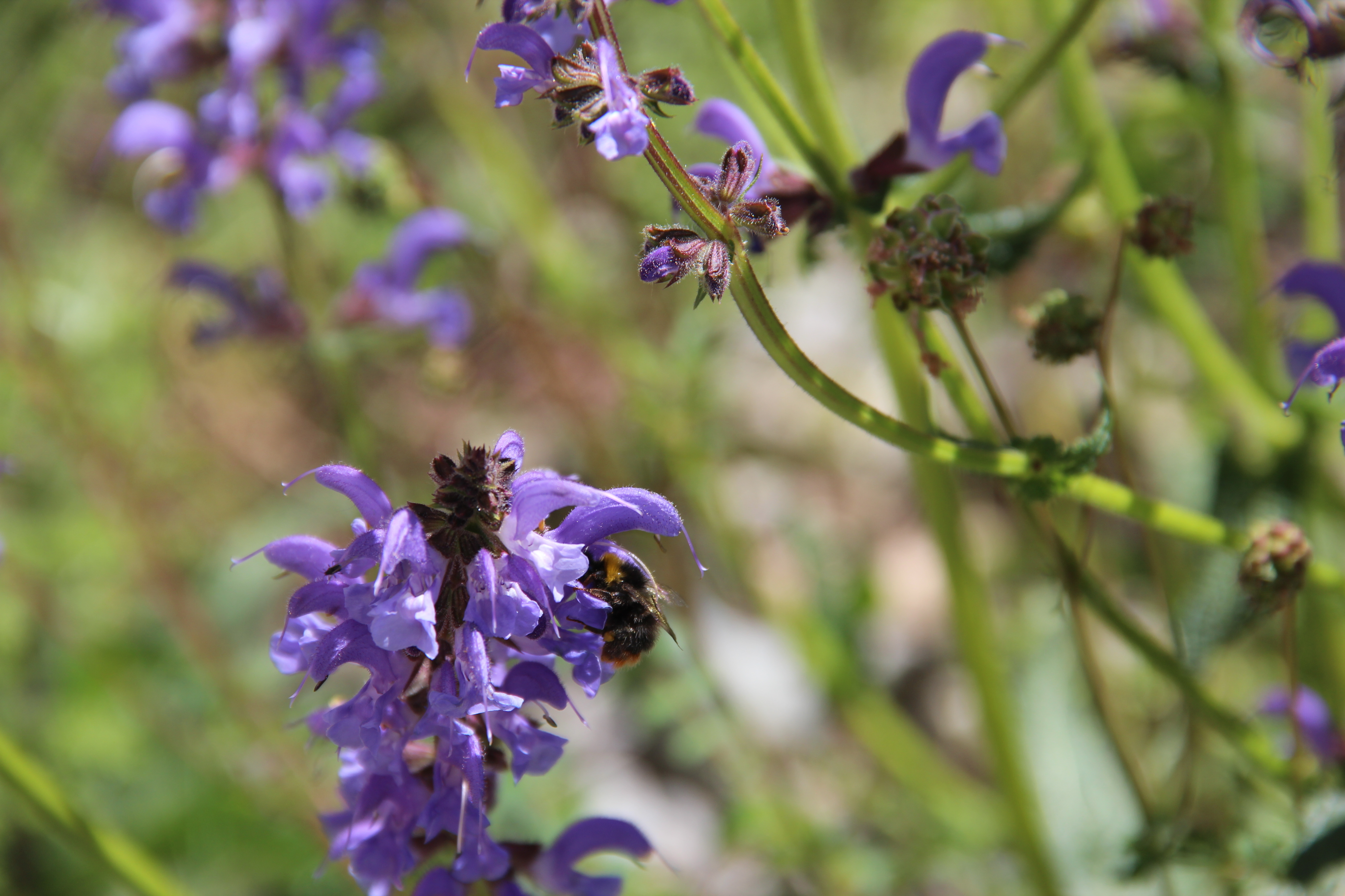 Salvia pratensis Salvia pratensis